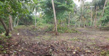 Beach Front Land (7)