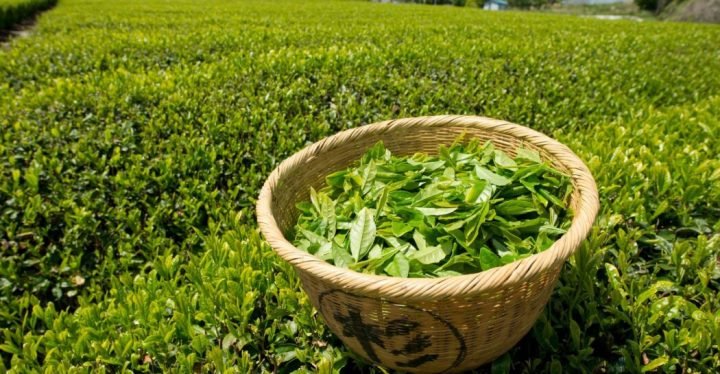 21welltea-superJumbo 21welltea-superJumbo